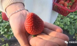 小草莓吃瓜爆料是真的吗,真相揭秘，是真是假？